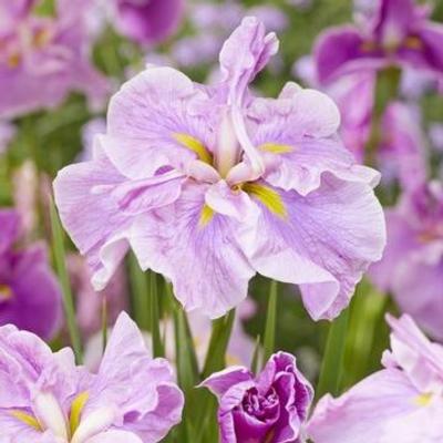 Iris ensata 'Dinner Plate Tub Tim Grob'